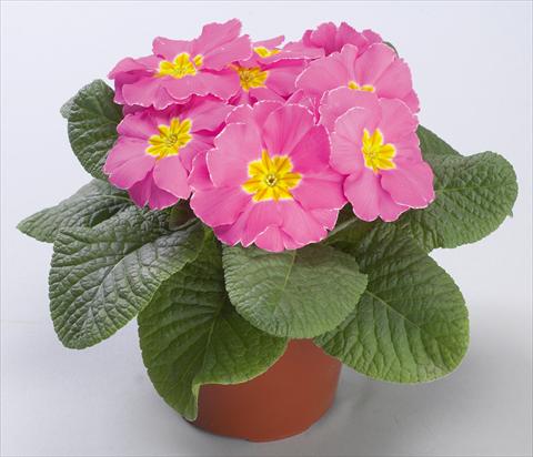 foto van een variëteit aan bloemen, te gebruiken als: Pot - en perkplant Primula acaulis Danova Pink Improved