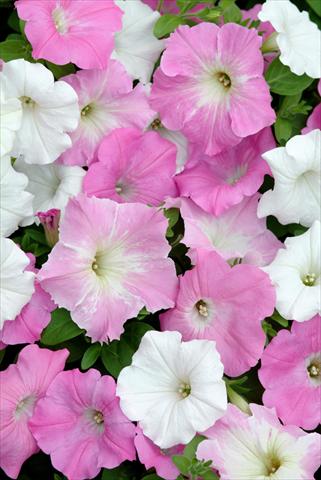 foto van een variëteit aan bloemen, te gebruiken als: Perkplant, potplant of korfplant Petunia x hybrida Easy Wave Pink Marble Mix