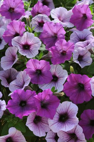 foto van een variëteit aan bloemen, te gebruiken als: Perkplant, potplant of korfplant Petunia x hybrida Easy Wave Plum Pudding Mix