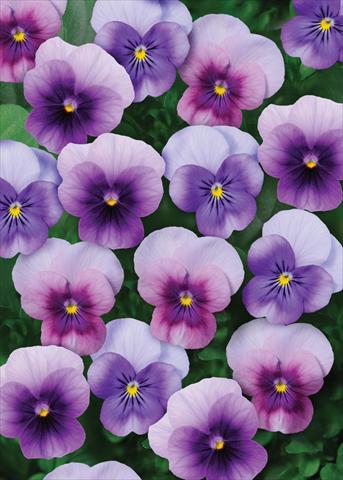 foto van een variëteit aan bloemen, te gebruiken als: Pot - en perkplant Viola cornuta Sorbet™ Beaconberry Mix XP