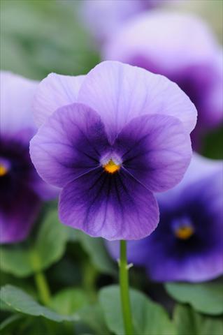 foto van een variëteit aan bloemen, te gebruiken als: Pot - en perkplant Viola cornuta Sorbet™ Beaconsfield XP