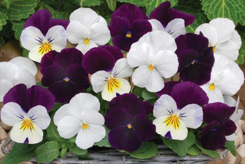 foto van een variëteit aan bloemen, te gebruiken als: Pot - en perkplant Viola cornuta Sorbet™ Blackberry Sundae Mix XP