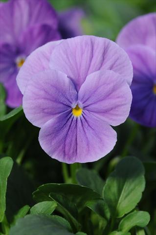 foto van een variëteit aan bloemen, te gebruiken als: Pot - en perkplant Viola cornuta Sorbet™ Lavender Vein XP