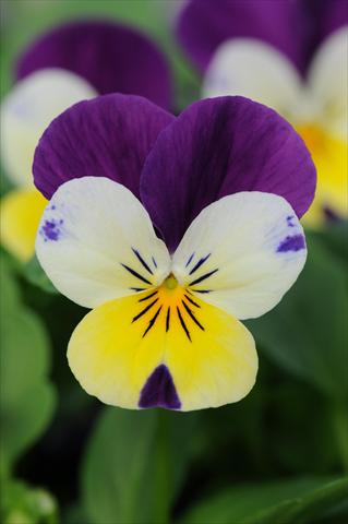 foto van een variëteit aan bloemen, te gebruiken als: Pot - en perkplant Viola cornuta Sorbet™ Lemon Royal XP
