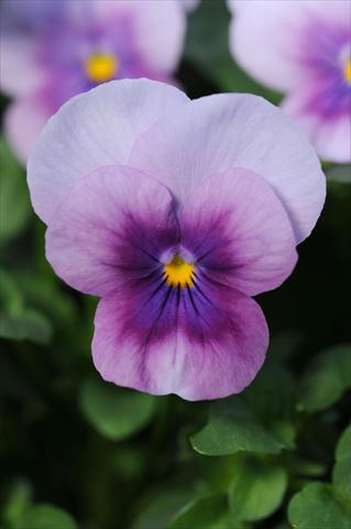 foto van een variëteit aan bloemen, te gebruiken als: Pot - en perkplant Viola cornuta Sorbet™ Orchid Rose Beacon XP