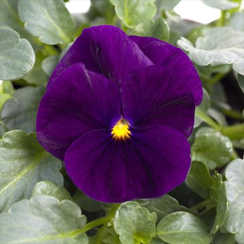 foto van een variëteit aan bloemen, te gebruiken als: Pot - en perkplant Viola cornuta Sorbet™ Purple XP