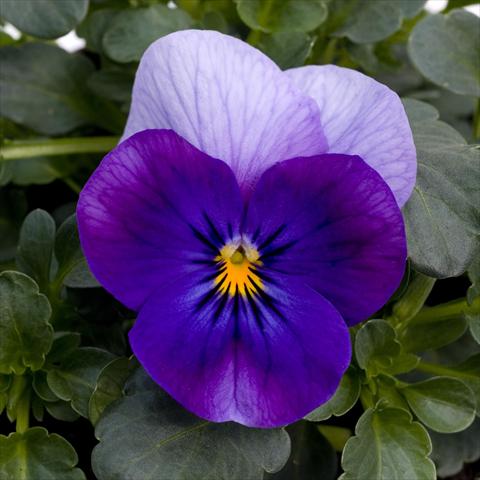 foto van een variëteit aan bloemen, te gebruiken als: Pot - en perkplant Viola cornuta Sorbet™ Violet Beacon XP