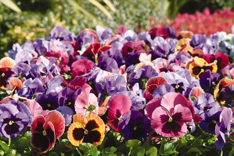 foto van een variëteit aan bloemen, te gebruiken als: Pot - en perkplant Viola wittrockiana Matrix Coastal Sunrise Mix