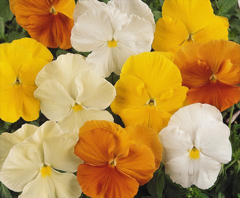 foto van een variëteit aan bloemen, te gebruiken als: Pot - en perkplant Viola wittrockiana Matrix Daffodil Mix