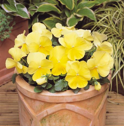 foto van een variëteit aan bloemen, te gebruiken als: Pot - en perkplant Viola wittrockiana Matrix Lemon