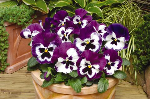 foto van een variëteit aan bloemen, te gebruiken als: Pot - en perkplant Viola wittrockiana Matrix Purple & White