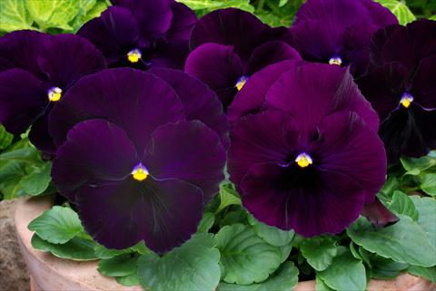 foto van een variëteit aan bloemen, te gebruiken als: Pot - en perkplant Viola wittrockiana Matrix Purple