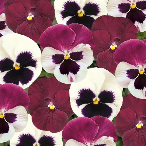 foto van een variëteit aan bloemen, te gebruiken als: Pot - en perkplant Viola wittrockiana Matrix Raspberry Sundae Mix