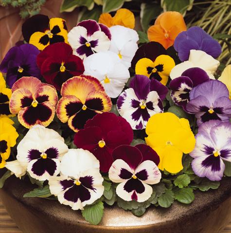 foto van een variëteit aan bloemen, te gebruiken als: Pot - en perkplant Viola wittrockiana Matrix Select Mix