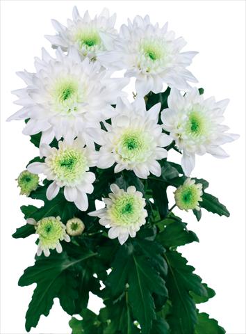 foto van een variëteit aan bloemen, te gebruiken als: Snijbloemen Chrysanthemum Arctic Queen