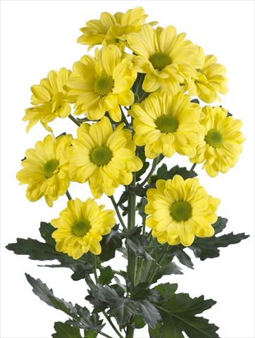 foto van een variëteit aan bloemen, te gebruiken als: Snijbloemen Chrysanthemum Bacardi Yellow