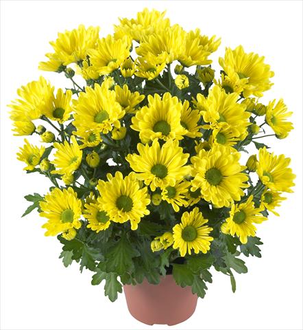 foto van een variëteit aan bloemen, te gebruiken als: Pot - en perkplant Chrysanthemum Breeze Yellow