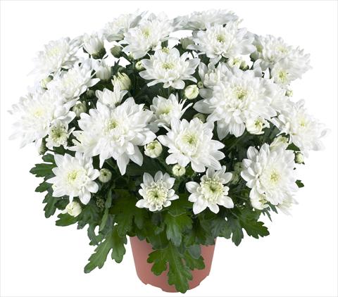 foto van een variëteit aan bloemen, te gebruiken als: Pot - en perkplant Chrysanthemum Chrystal White