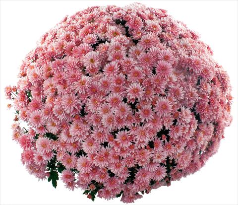foto van een variëteit aan bloemen, te gebruiken als: Pot - en perkplant Chrysanthemum multiflora Pamplona Jogger