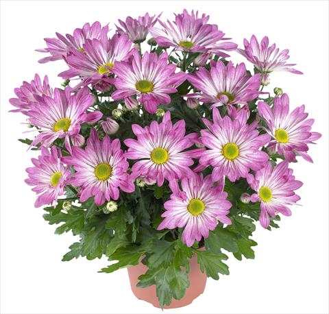 foto van een variëteit aan bloemen, te gebruiken als: Pot - en perkplant Chrysanthemum Rainbow Rosy
