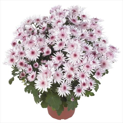 foto van een variëteit aan bloemen, te gebruiken als: Pot - en perkplant Chrysanthemum Splash Sweet