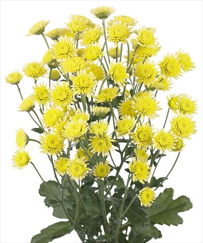 foto van een variëteit aan bloemen, te gebruiken als: Snijbloemen Chrysanthemum Stallion Yellow