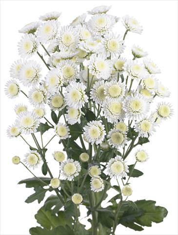 foto van een variëteit aan bloemen, te gebruiken als: Snijbloemen Chrysanthemum Stallion