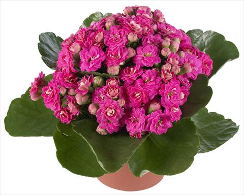 foto van een variëteit aan bloemen, te gebruiken als: Pot - en perkplant Kalanchoe Calandiva® Foster
