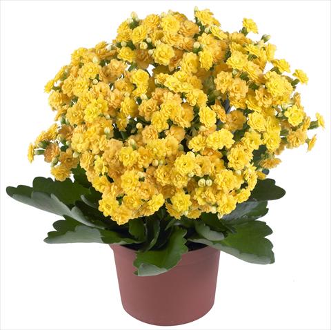 foto van een variëteit aan bloemen, te gebruiken als: Pot - en perkplant Kalanchoe Calandiva® Jamaica