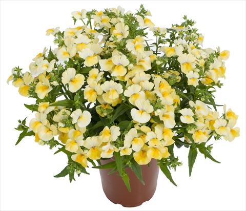 foto van een variëteit aan bloemen, te gebruiken als: Perkplant, potplant of korfplant Nemesia Angelart® Pineapple