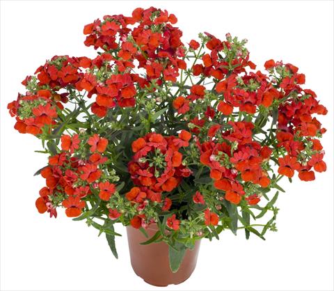 foto van een variëteit aan bloemen, te gebruiken als: Perkplant, potplant of korfplant Nemesia Angelart® Strawberry