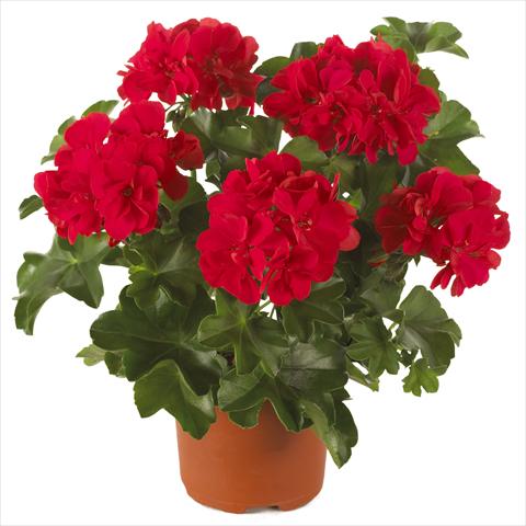 foto van een variëteit aan bloemen, te gebruiken als: Potplant, patioplant, korfplant Pelargonium peltatum Dancing Idols® Scarlet