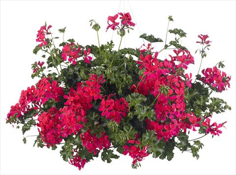 foto van een variëteit aan bloemen, te gebruiken als: Potplant, patioplant, korfplant Pelargonium peltatum Grand Idols® Neon