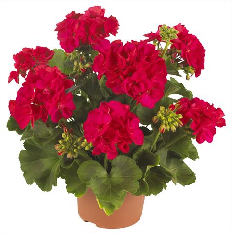 foto van een variëteit aan bloemen, te gebruiken als: Patioplant, potplant Pelargonium zonale Summer Idols® Cerise