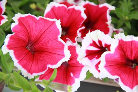 foto van een variëteit aan bloemen, te gebruiken als: Potplant, patioplant, korfplant Petunia Fortunia® Pink Picotee