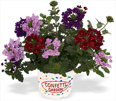 foto van een variëteit aan bloemen, te gebruiken als: Potplant, patioplant, korfplant 3 Combo RED FOX Confetti Garden Empress Royal Flush