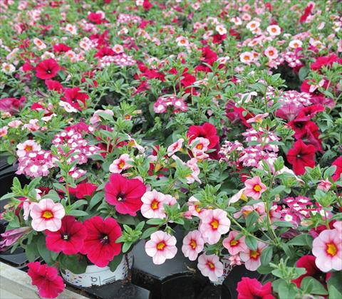 foto van een variëteit aan bloemen, te gebruiken als: Potplant, patioplant, korfplant 3 Combo RED FOX Confetti Garden Hot Pink Jazz
