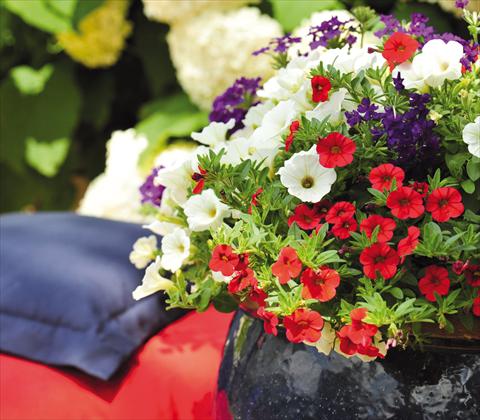 foto van een variëteit aan bloemen, te gebruiken als: Potplant, patioplant, korfplant 3 Combo RED FOX Confetti Garden Patriot