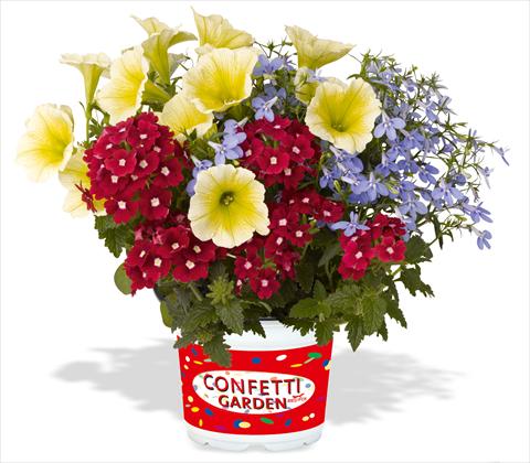 foto van een variëteit aan bloemen, te gebruiken als: Potplant, patioplant, korfplant 3 Combo RED FOX Confetti Garden Water Colours