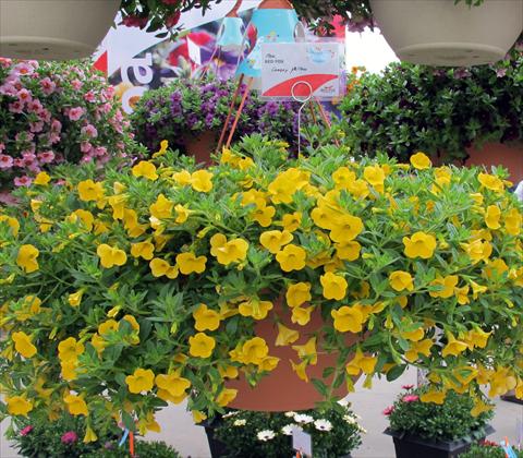 foto van een variëteit aan bloemen, te gebruiken als: Potplant, patioplant, korfplant Calibrachoa RED FOX Aloha® Canary Yellow