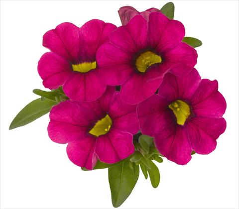 foto van een variëteit aan bloemen, te gebruiken als: Potplant, patioplant, korfplant Calibrachoa RED FOX Aloha® Neon