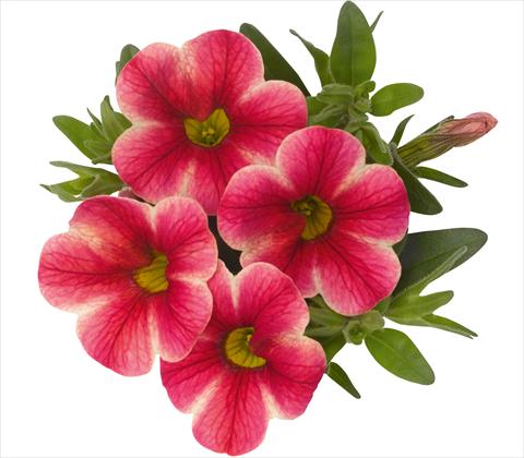 foto van een variëteit aan bloemen, te gebruiken als: Potplant, patioplant, korfplant Calibrachoa RED FOX Aloha® Pink Volcano