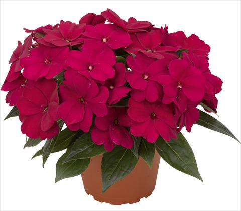 foto van een variëteit aan bloemen, te gebruiken als: Pot - en perkplant Impatiens N. Guinea RED FOX Petticoat Aubergine
