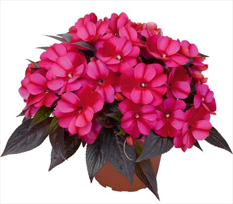 foto van een variëteit aan bloemen, te gebruiken als: Pot - en perkplant Impatiens N. Guinea RED FOX Petticoat Bluestar