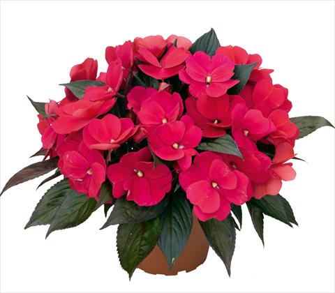 foto van een variëteit aan bloemen, te gebruiken als: Pot - en perkplant Impatiens N. Guinea RED FOX Petticoat Neon Night