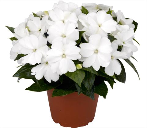 foto van een variëteit aan bloemen, te gebruiken als: Pot - en perkplant Impatiens N. Guinea RED FOX Petticoat White