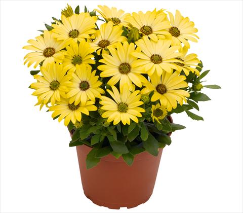 foto van een variëteit aan bloemen, te gebruiken als: Pot - en perkplant Osteospermum RED FOX Summertime® Yellow