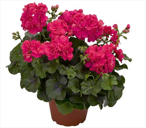 foto van een variëteit aan bloemen, te gebruiken als: Potplant, patioplant, korfplant Pelargonium peltatum RED FOX Pacific Hot Pink