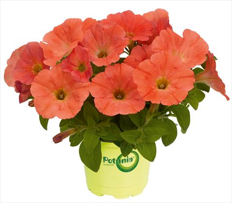 foto van een variëteit aan bloemen, te gebruiken als: Potplant, patioplant, korfplant Petunia RED FOX Potunia® Plus Papaya