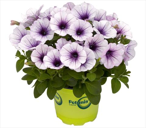 foto van een variëteit aan bloemen, te gebruiken als: Potplant, patioplant, korfplant Petunia RED FOX Potunia® Piccola Blue Ice